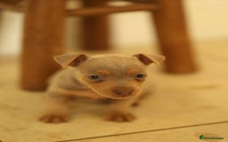 Jack Russell dogs for sale: Beautiful Jack Russell Puppies for sale - Image 2