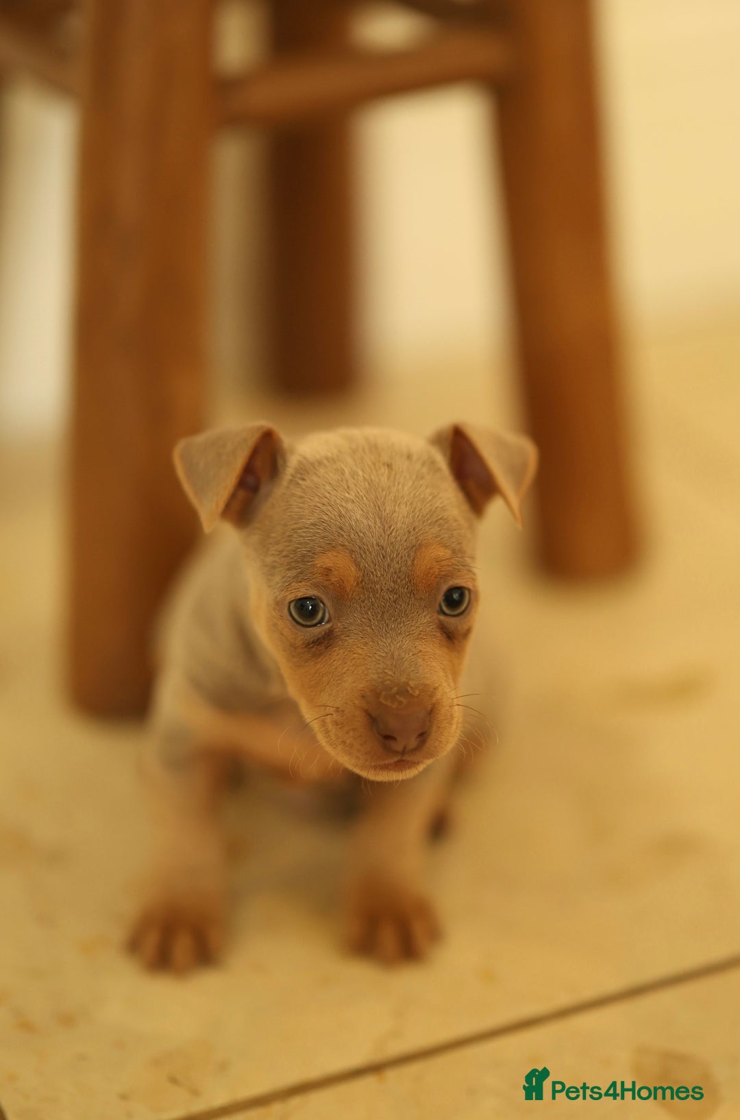 Jack Russell dogs for sale: Beautiful Jack Russell Puppies for sale - Image 2