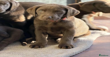 Labrador Retriever dogs - Advert 14