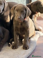 Labrador Retriever dogs - Advert 1