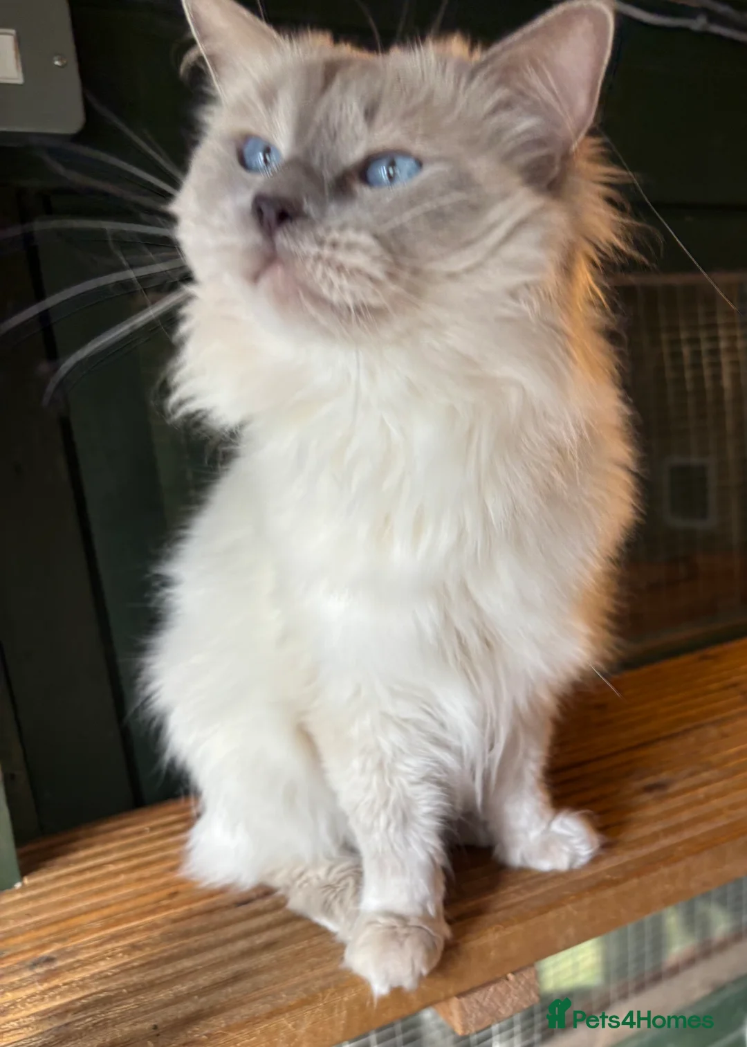Ragdoll cats for stud: Lilac GCCF stud available  - Advert 5