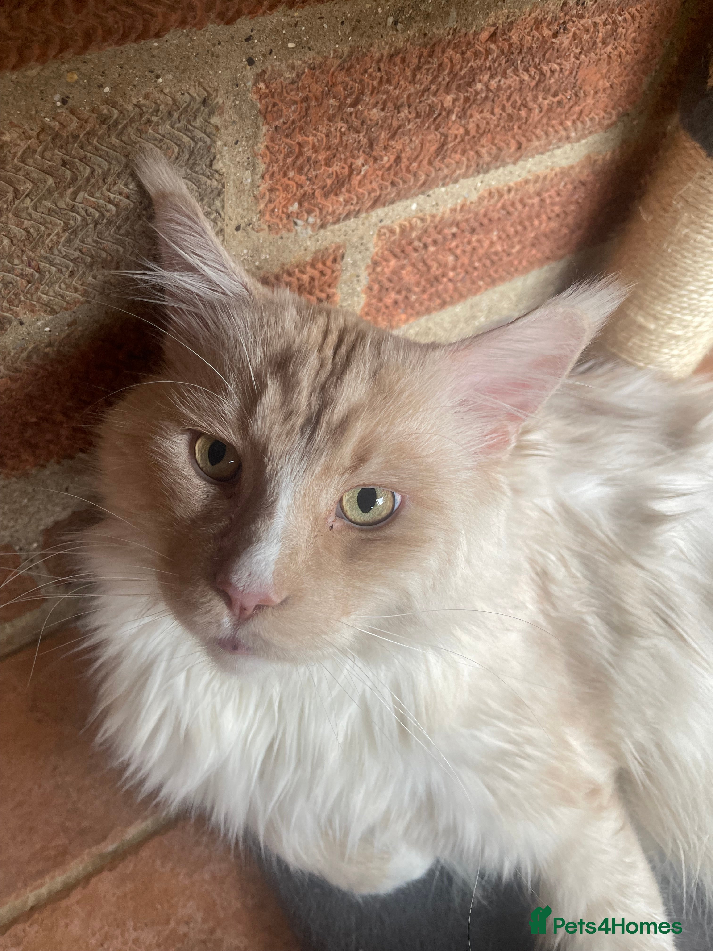 Maine Coon cats Retired stud  - Advert 14