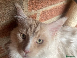 Maine Coon cats - Advert 12