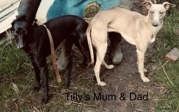 Whippet dogs for sale: Beautiful Whippet puppies for sale!  - Image 14