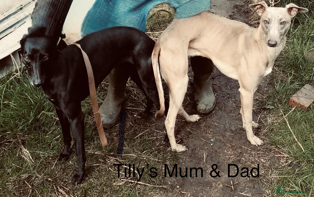 Whippet dogs for sale: Beautiful Whippet puppies for sale!  - Image 14