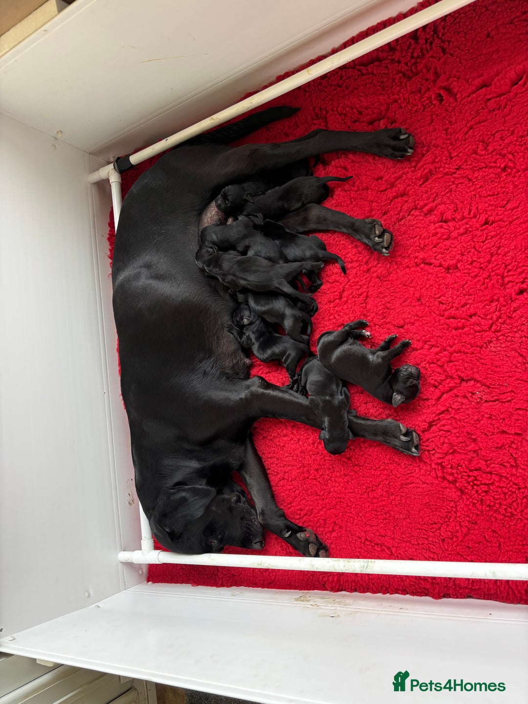 Labrador Retriever dogs for sale: Black Labrador puppies - Advert 2