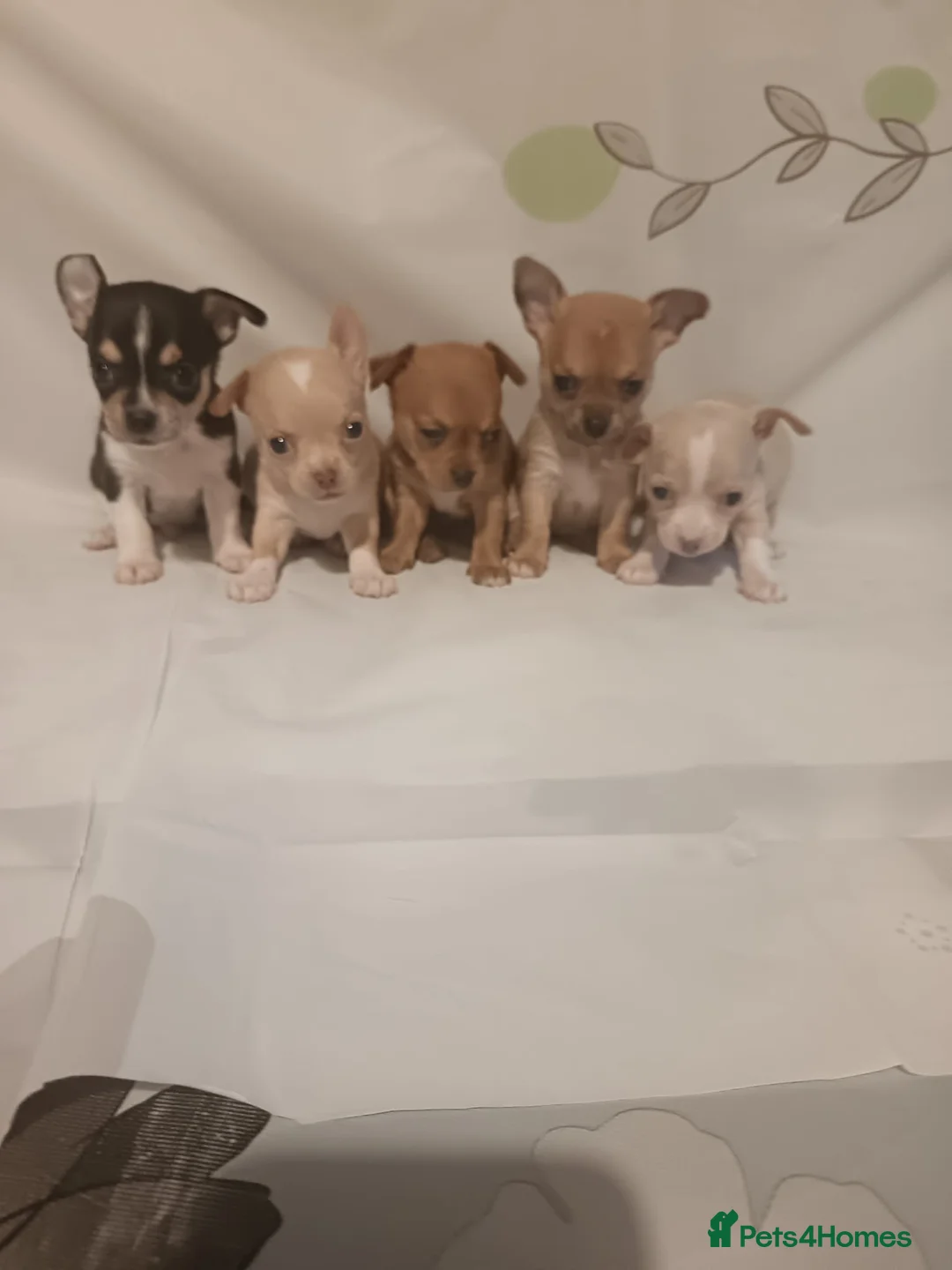 Chihuahua dogs for sale: Chihuahua puppies in Barnsley - Advert 2