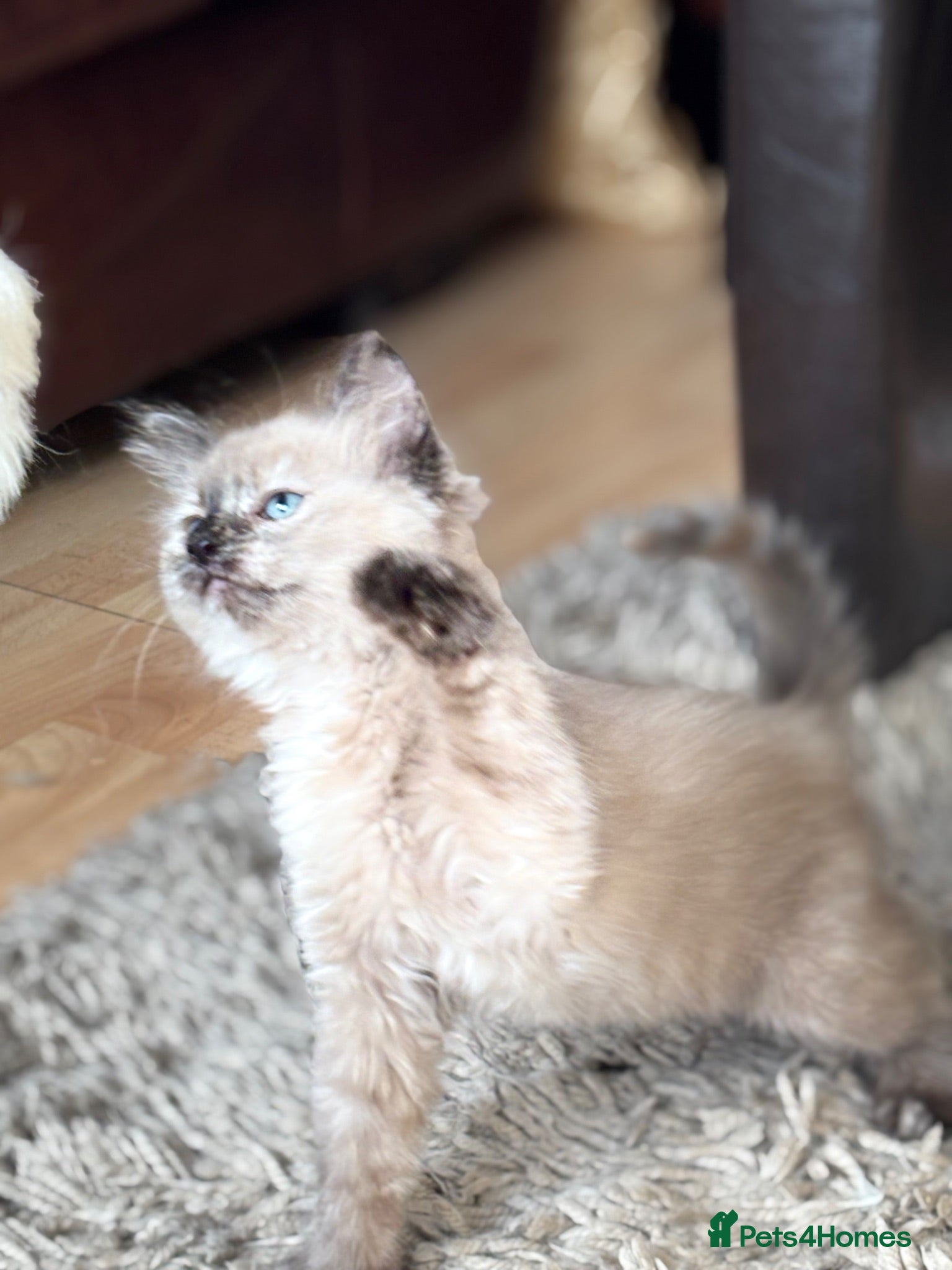 Mixed Breed cats Stunning Ragdoll x female kitten  - Advert 10