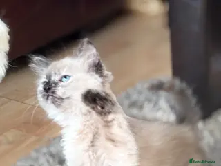 Mixed Breed cats Stunning Ragdoll x female kitten - Advert 1