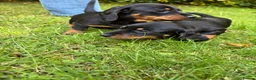 Miniature Dachshund dogs for sale: ADORABLE Miniature Dachshund KC Pups  - Advert 7