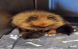 Pomeranian dogs for sale: READY NOW FULLY VACCINATED KC POMERANIAN PUPPY - Image 9