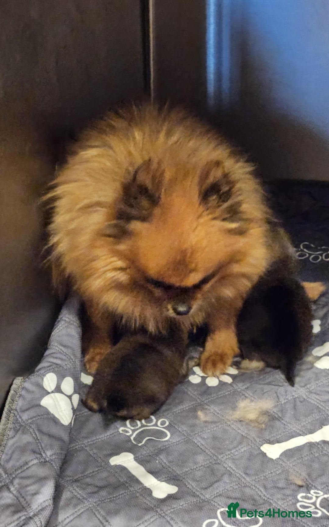 Pomeranian dogs for sale: READY NOW FULLY VACCINATED KC POMERANIAN PUPPY - Image 9