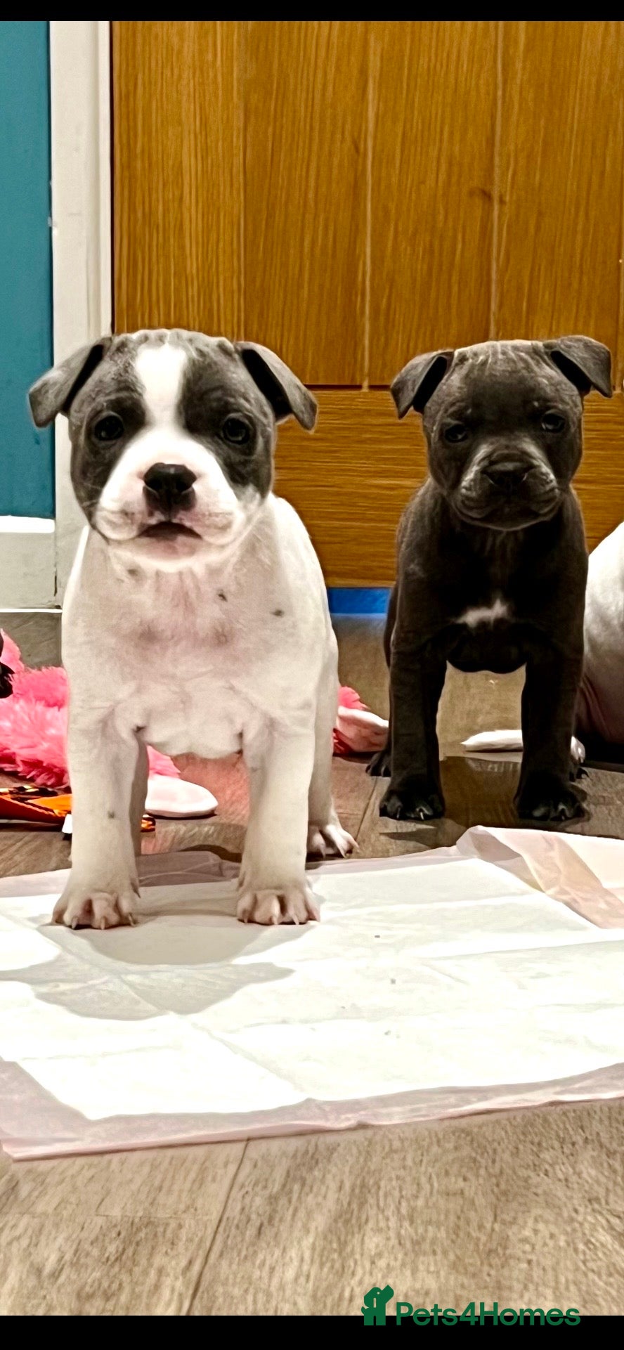 Staffordshire Bull Terrier dogs Kc reg pied, blue and black Staffies  - Advert 4