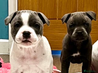 Staffordshire Bull Terrier dogs Kc reg pied, blue and black Staffies - Advert 4