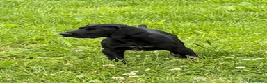Solid Black Dog