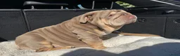 English Bulldog dogs for sale: Top Quality English Bulldog Pups Not Your Usual  in Colchester - Advert 37