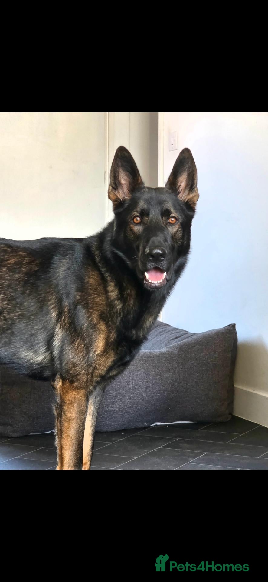 German Shepherd dogs for sale: ❤️ BRUNO IS LOOKING FOR HIS FOREVER HOME 🐾 - Advert 10
