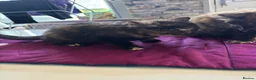 American Shorthair cats for sale: American shorthair babies  - Advert 19