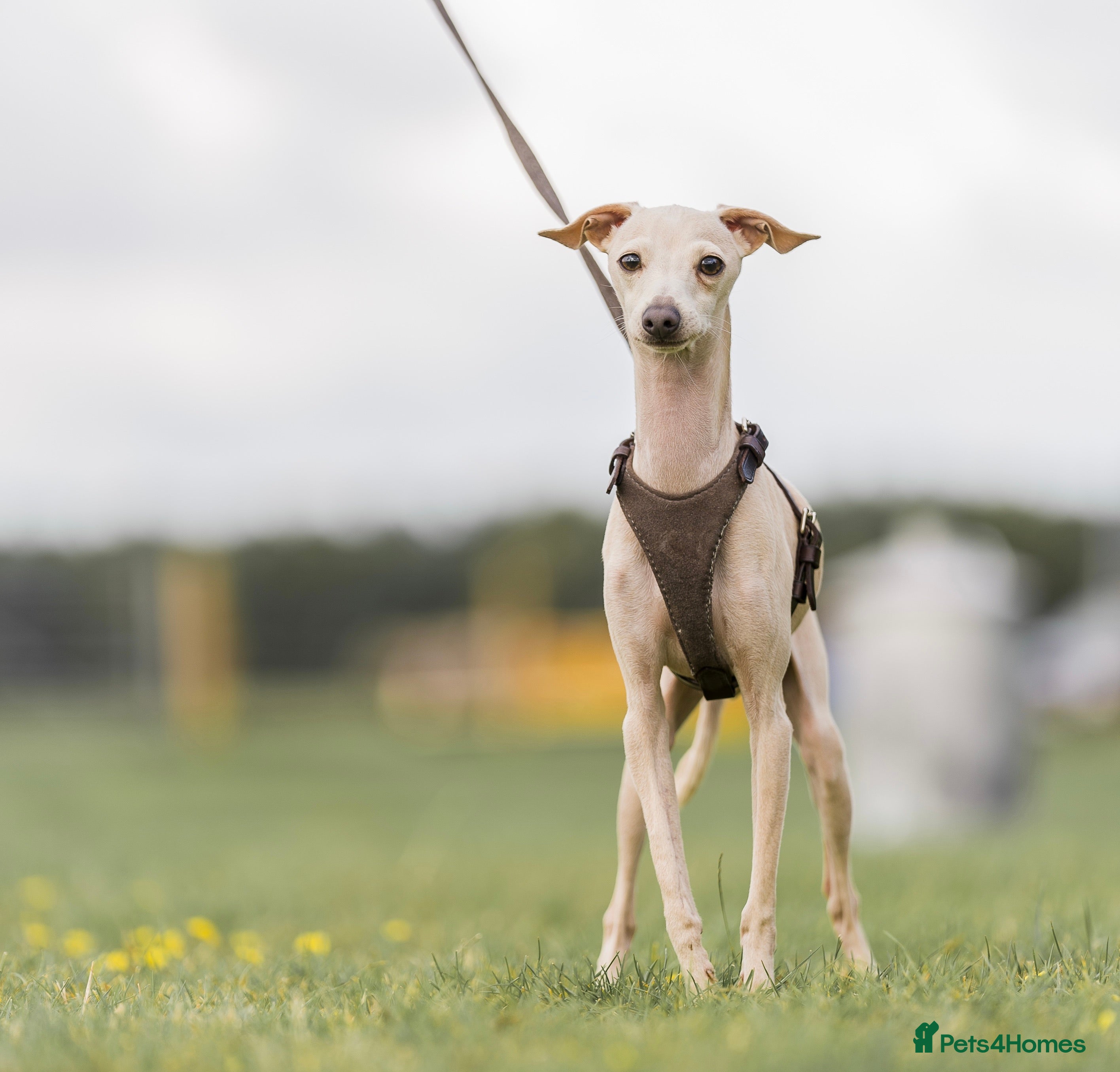 Italian Greyhound dogs MILKY 🥛 import from Spain - Italian greyhound - Advert 9