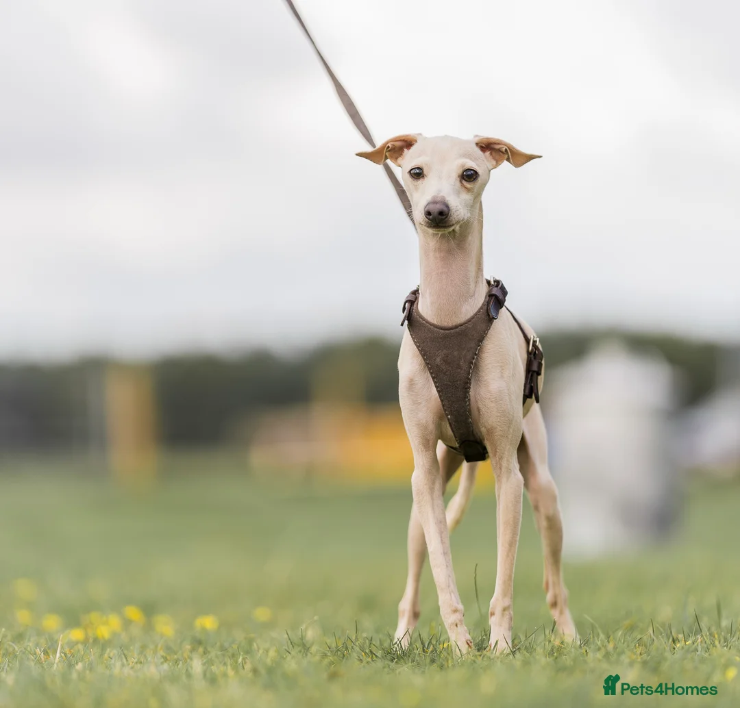 Italian Greyhound dogs for stud: MILKY 🥛 import from Spain - Italian greyhound - Advert 1