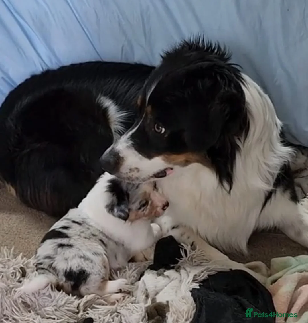 Border Collie dogs for sale: Border collie puppys - Advert 12