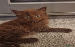Maine Coon cats for sale: Maine Coon kittens - Image 16