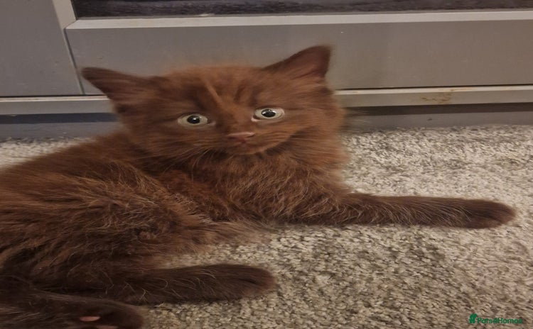 Maine Coon cats - Advert 8