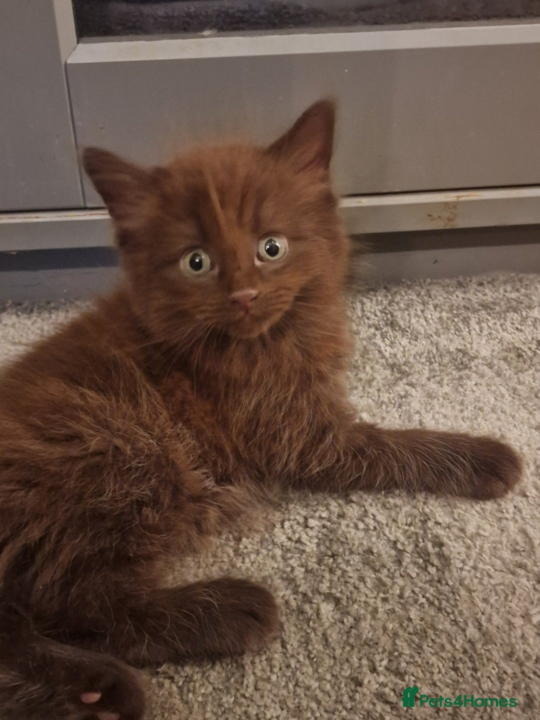 Maine Coon cats for sale: Maine Coon kittens - Image 16