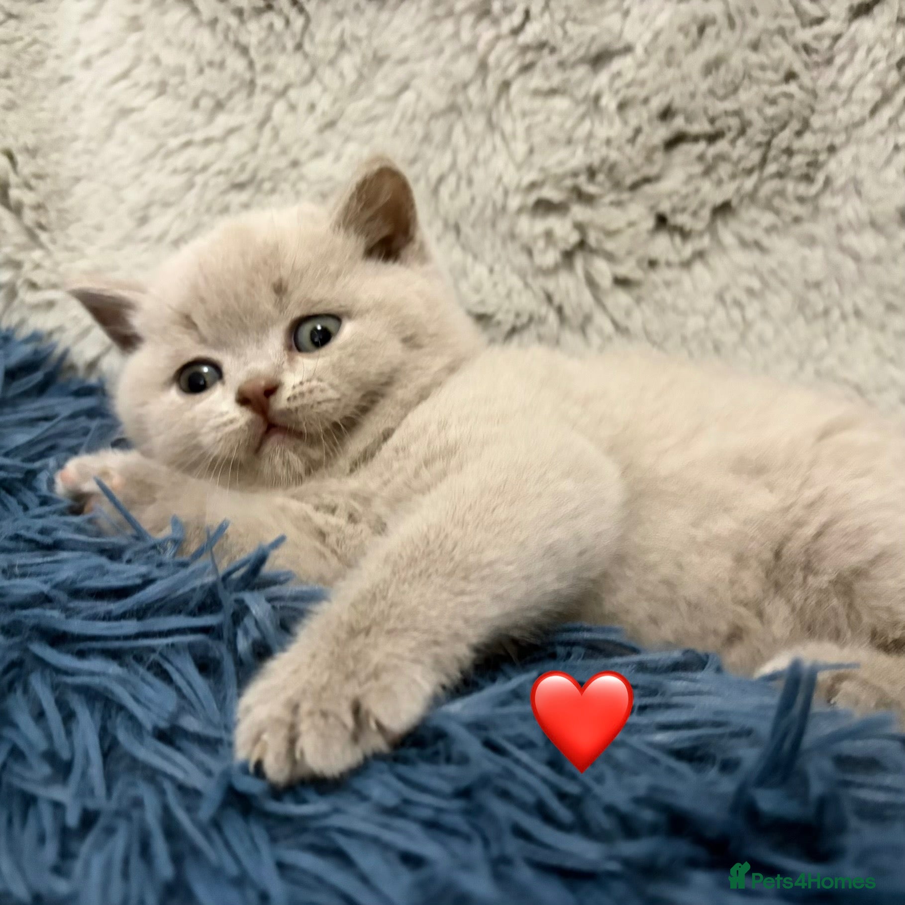 British Shorthair cats Cuteness beautiful British Shorthair kittens - Advert 8