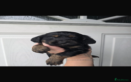 Cocker Spaniel dogs for sale: Beautiful cocker spaniels  - Image 5