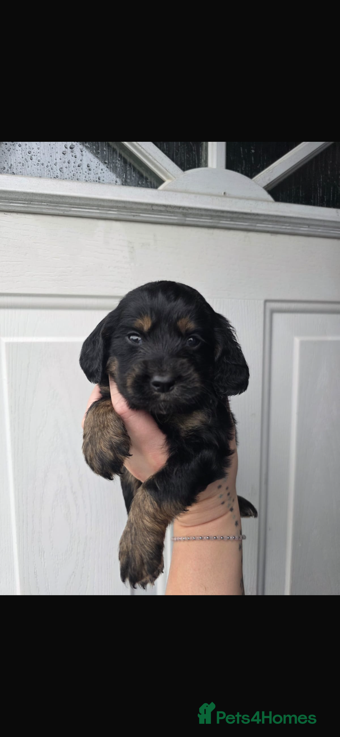 Cocker Spaniel dogs for sale: Beautiful cocker spaniels  - Image 5