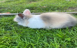 Lionhead rabbits for sale: Lion head  - Image 12