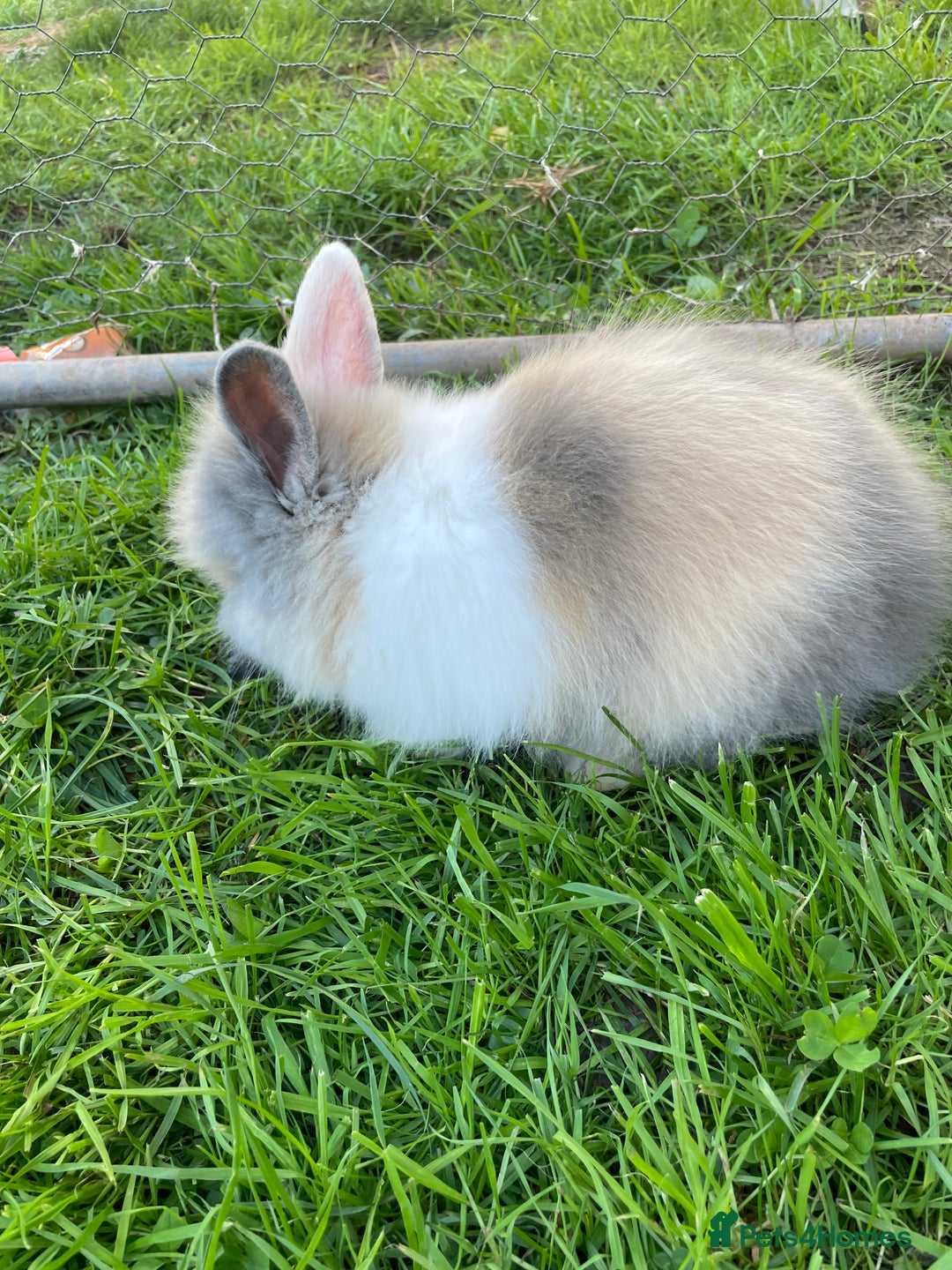 Lionhead rabbits for sale: Lion head  - Image 12