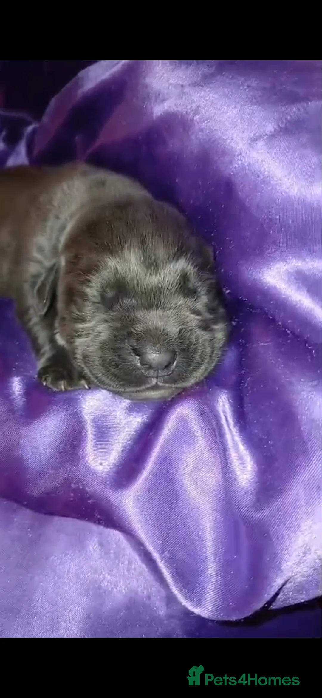 Cane Corso dogs for sale: Pure bred blue cane corso puppies for sale  - Advert 8