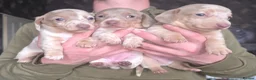 Dachshund dogs for sale: Minature short haired Daschunds - Advert 15