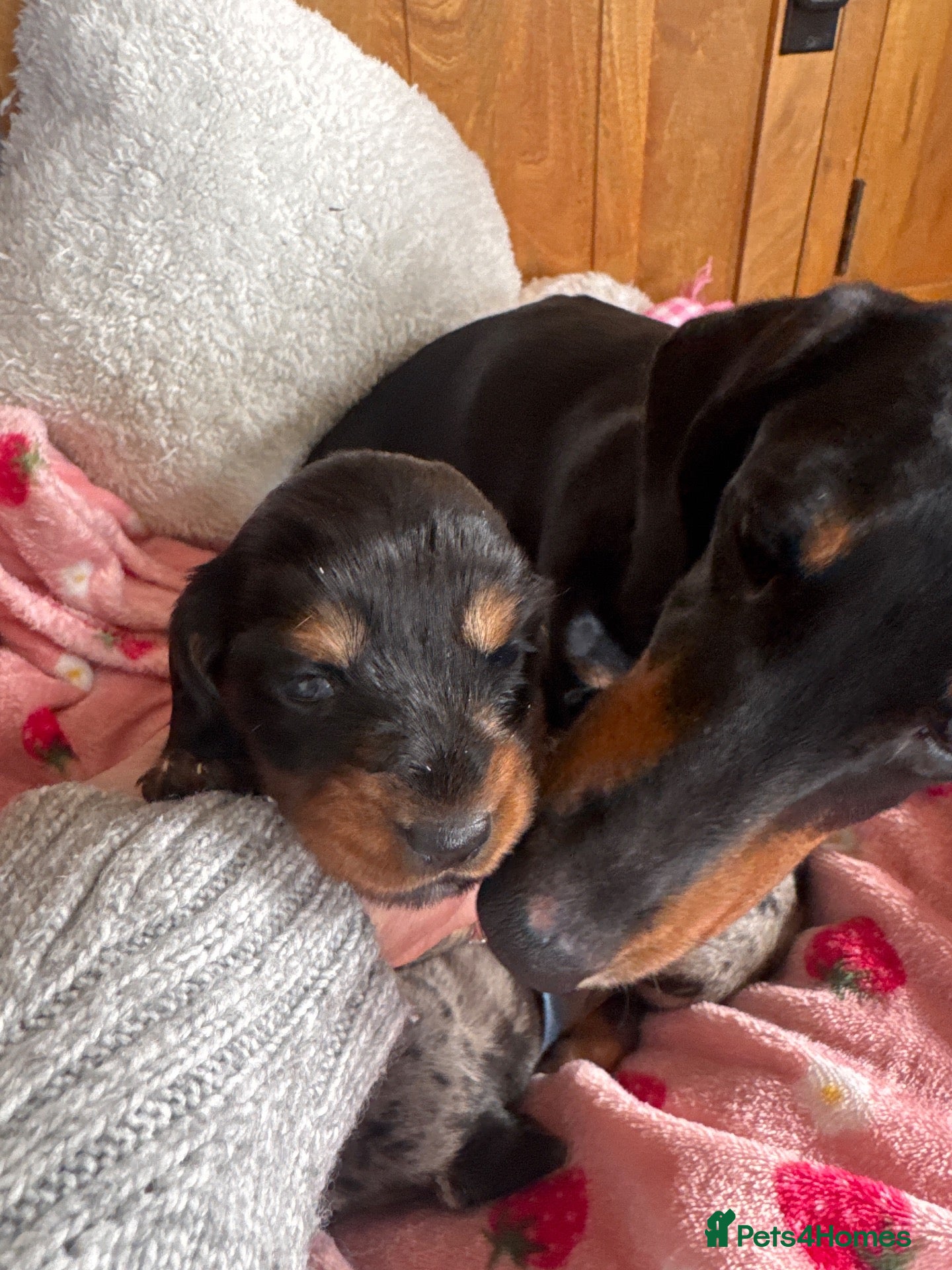 Miniature Dachshund dogs Miniature silver dapple dachshunds /Black and Tan  - Advert 2