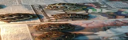 Tortoise reptiles for sale: Leopard tortoise in Swindon - Advert 1