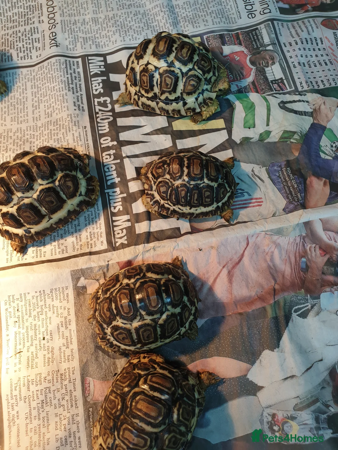 Tortoise reptiles for sale: Leopard tortoise in Swindon - Advert 1