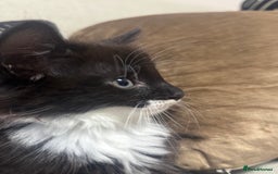 Ragdoll cats for sale: Stunning part ragdoll kittens - Image 3