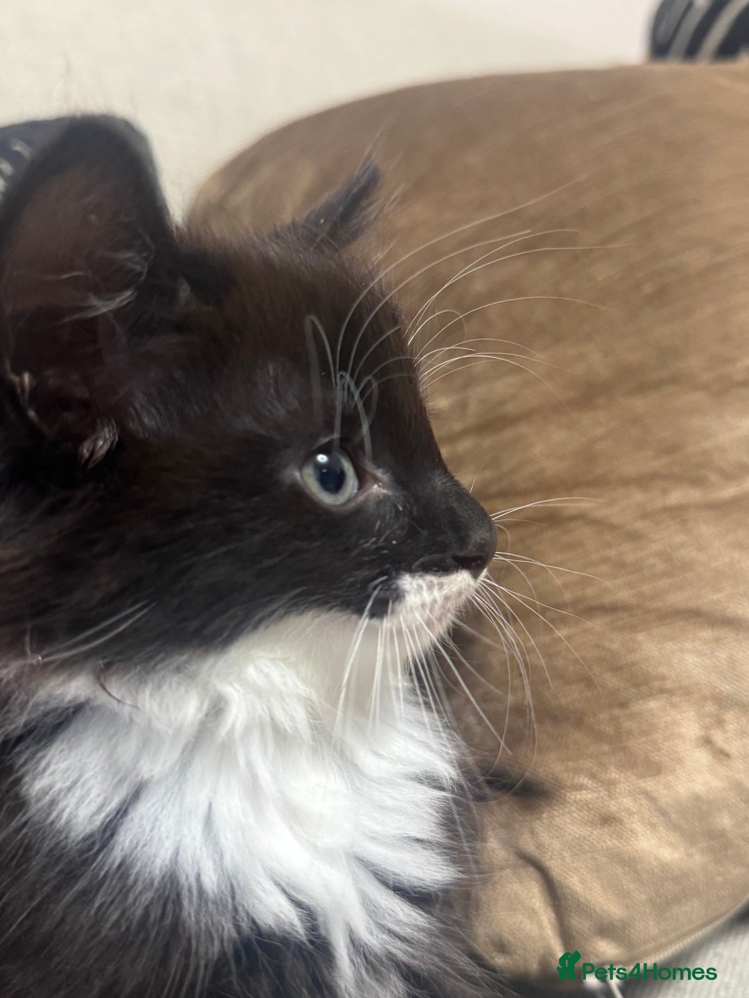 Ragdoll cats for sale: Stunning part ragdoll kittens - Image 3