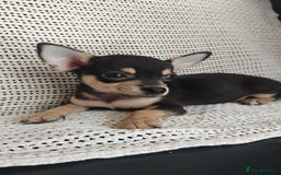 Chihuahua dogs for sale: Adorable Loving hand reared ready now Chihuahuas - Image 26