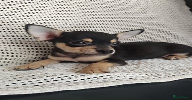 Chihuahua dogs - Advert 4