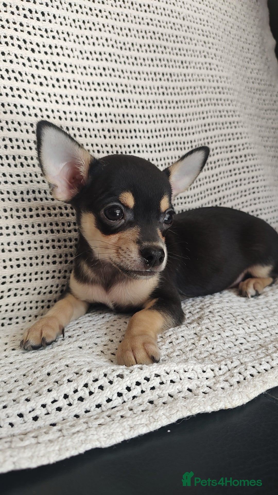 Chihuahua dogs for sale: Adorable Loving hand reared ready now Chihuahuas - Image 26