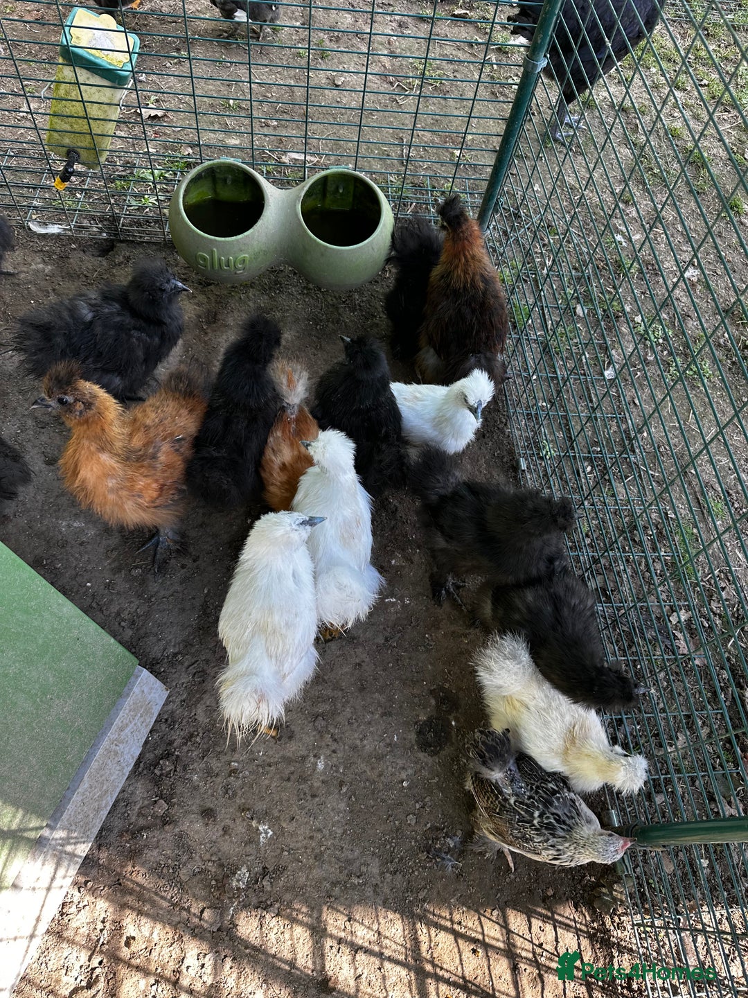 Chickens poultry for sale: Silkie and other chicks,growers and layers - Image 36
