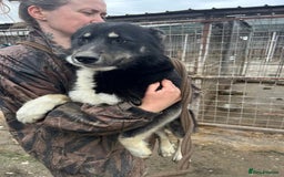 Mixed Breed dogs for adoption: Renato - Norwich Norfolk  - Image 4