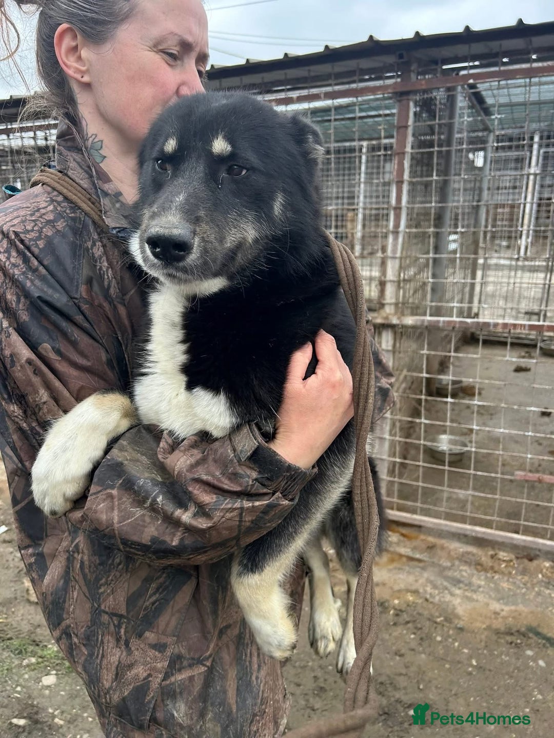 Mixed Breed dogs for adoption: Renato - Norwich Norfolk  - Image 4