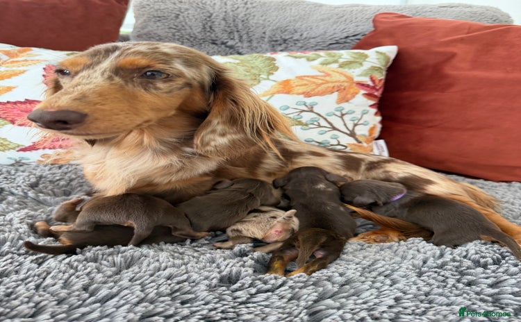 Miniature Dachshund dogs - Advert 5