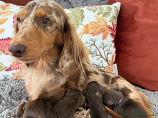 Miniature Dachshund dogs - Advert 6