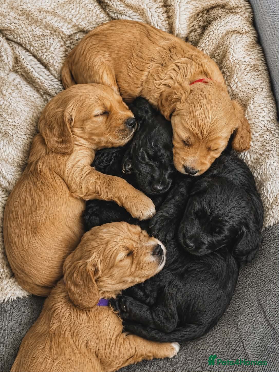 Bordoodle dogs F1b Miniature Bordoodle  - Advert 1