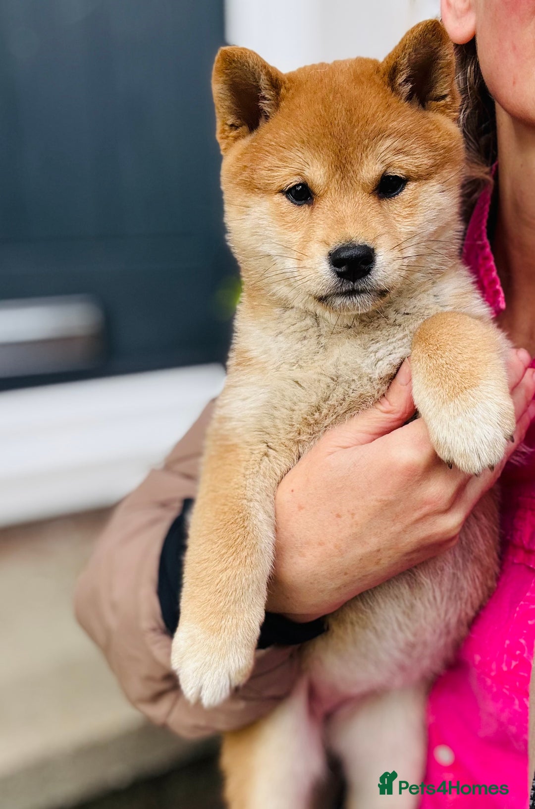 Japanese Shiba Inu dogs for sale: KC reg Japanese Shiba Inu puppies  - Image 7